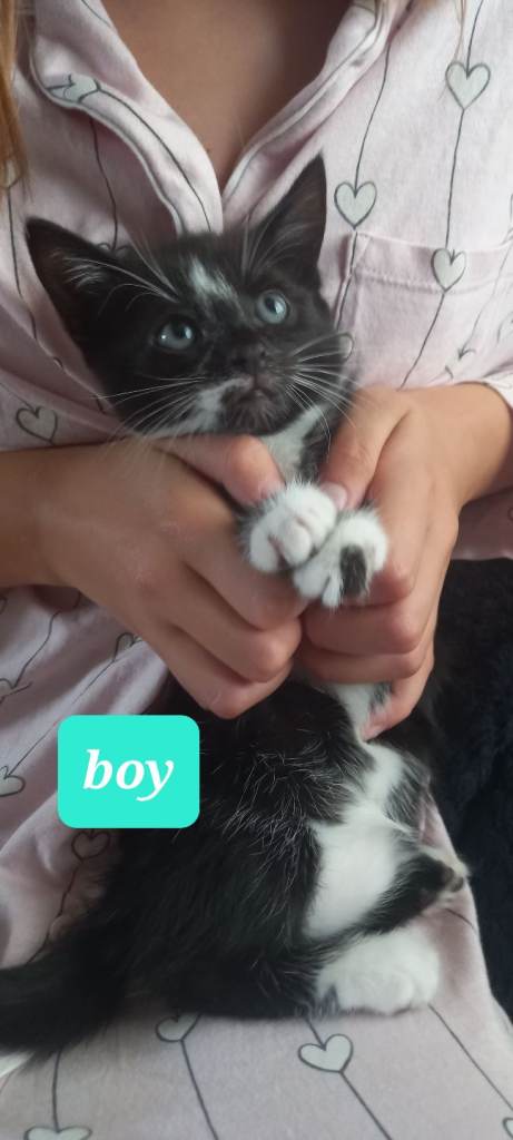 4 beautiful playfull kittens for sale 