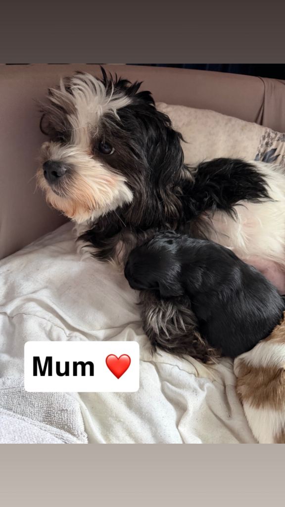 Shitzu x poodle pups for sale 