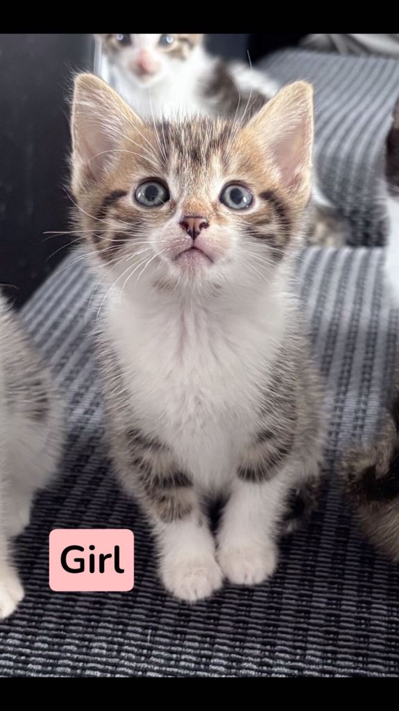 Gorgeous kittens looking for their forever homes