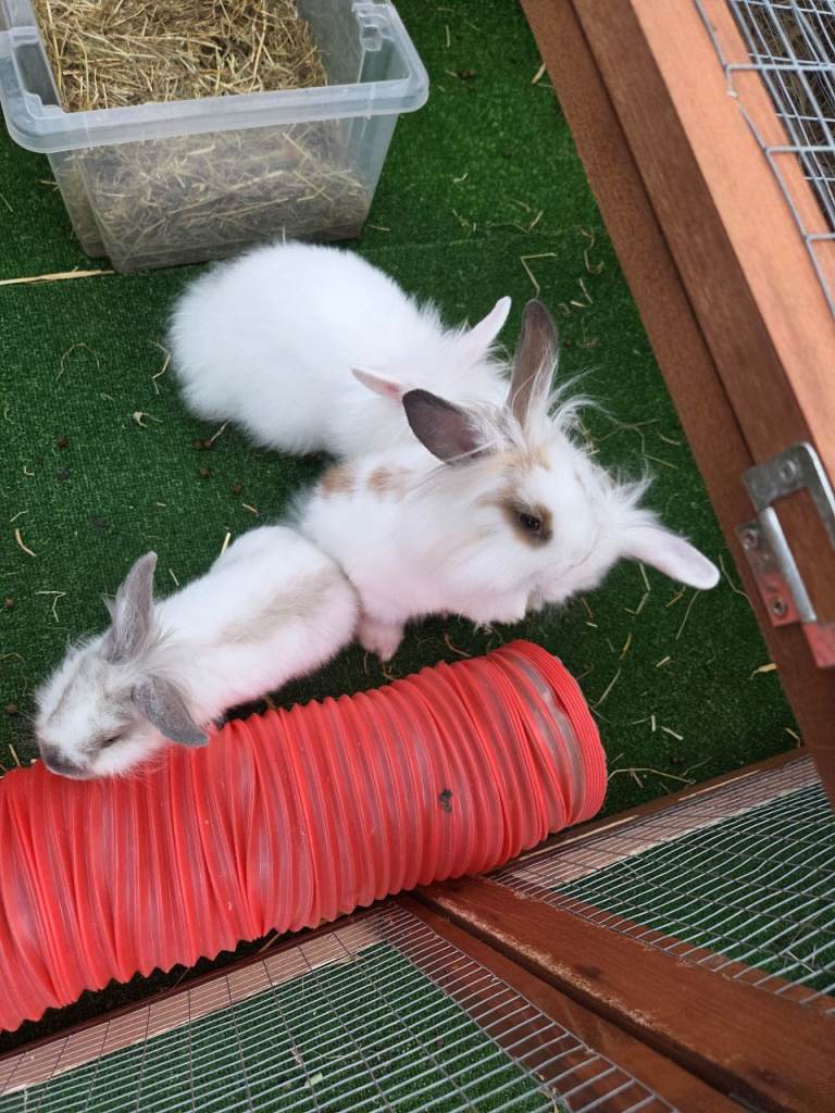 Lionhead rabbits