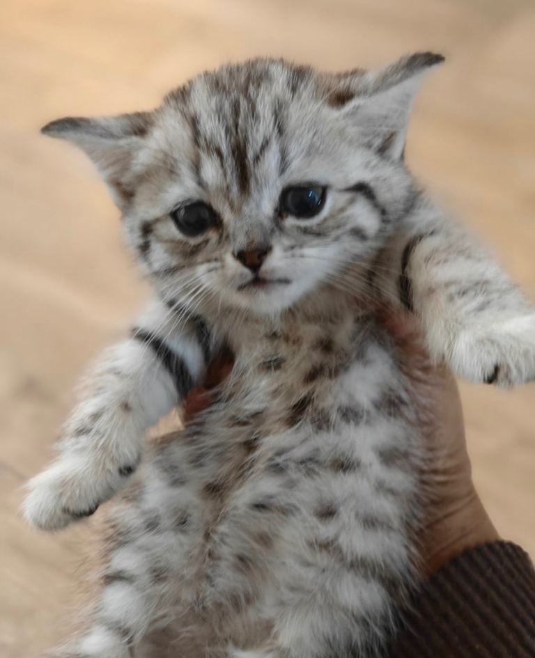 Silver British Shorthair kitten - Ready to leave!