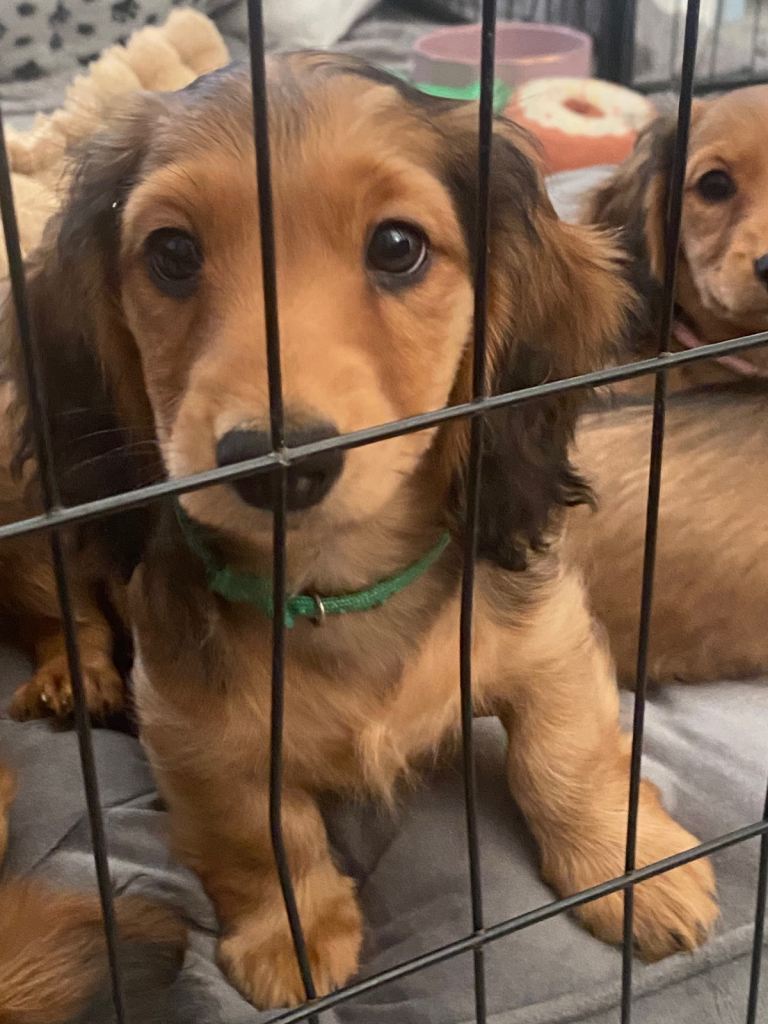 3x Boy Miniature Longhaired Dachshund