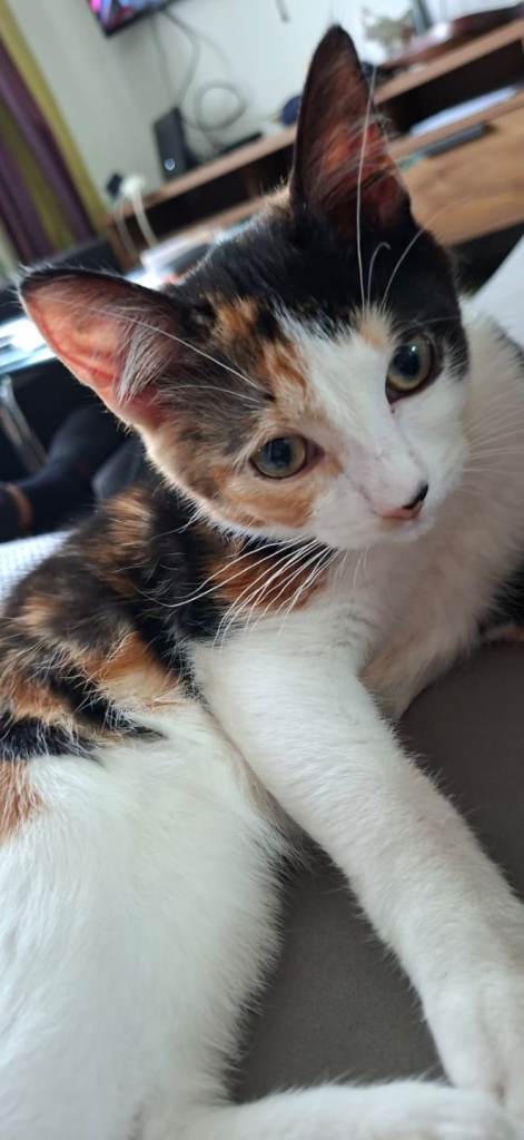 Beautiful Kitten Sofie