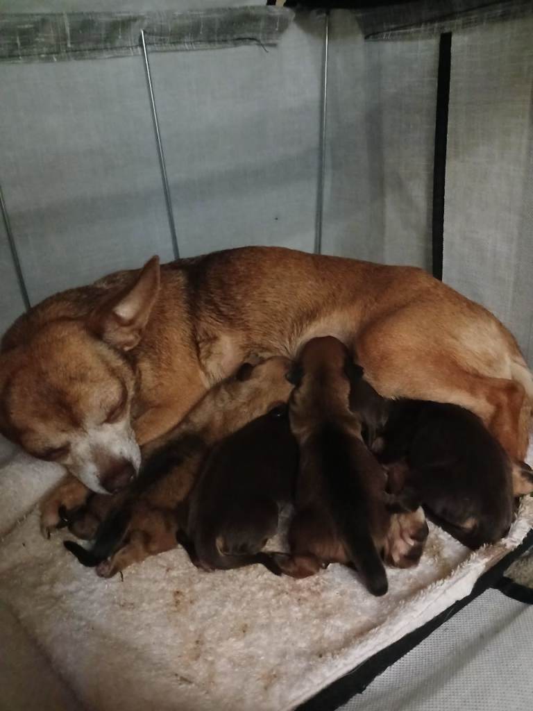  Chihuahua  cross/x daschund
