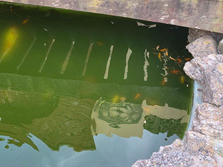 Outdoor pond fish