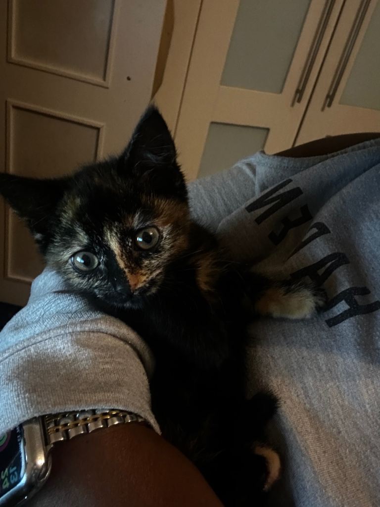 🐾 Beautiful Female Kitten – 16 Weeks Old 🐾