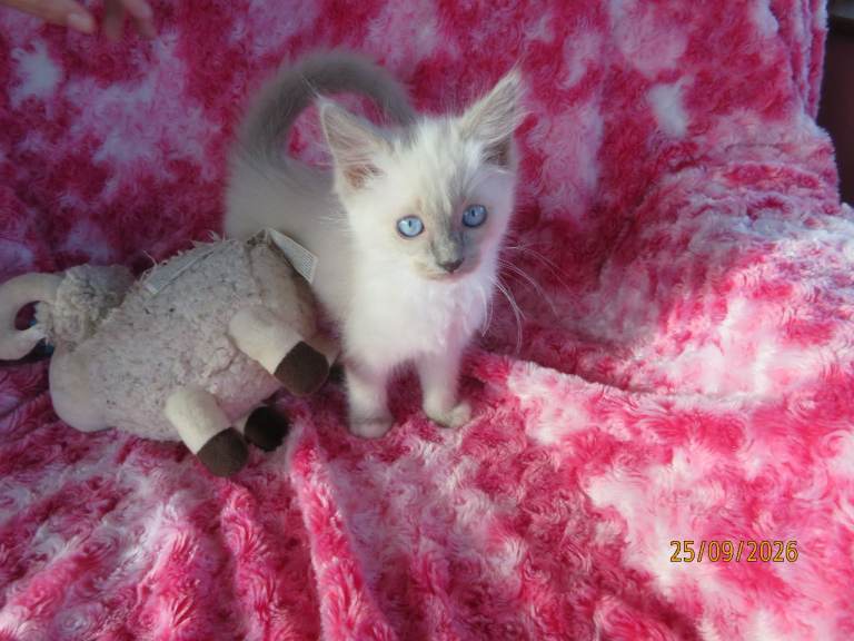 Pure bred Ragdoll kitten  