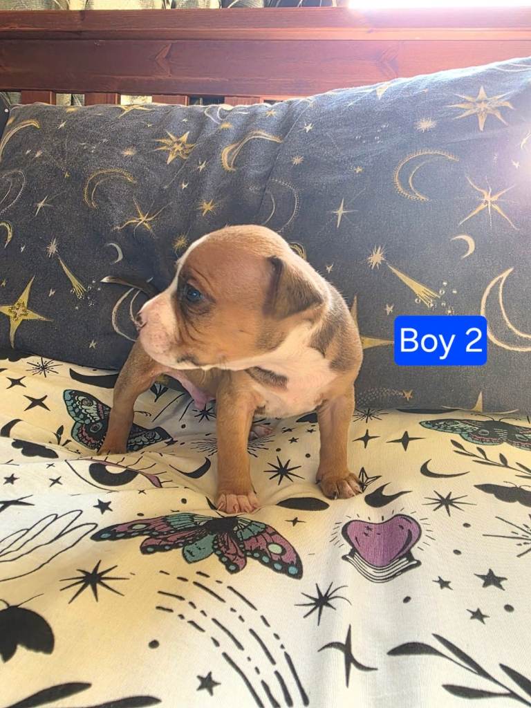 Staffordshire Bull Terrier Puppies - Female and Male