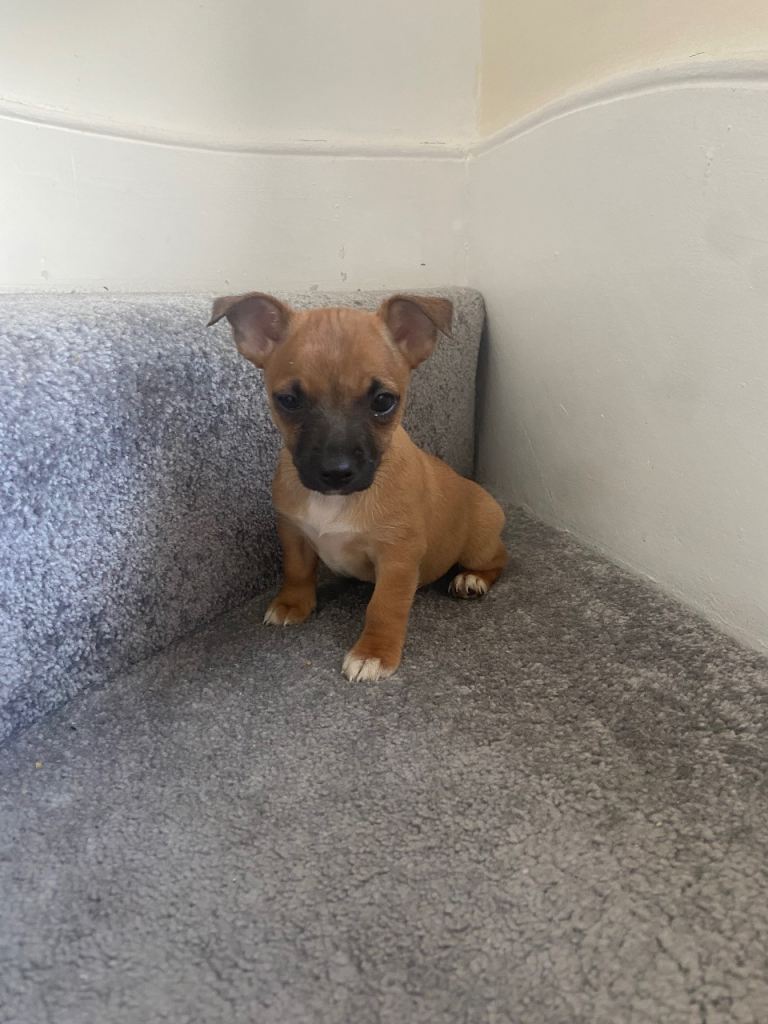 Miniature Jack Russell puppies