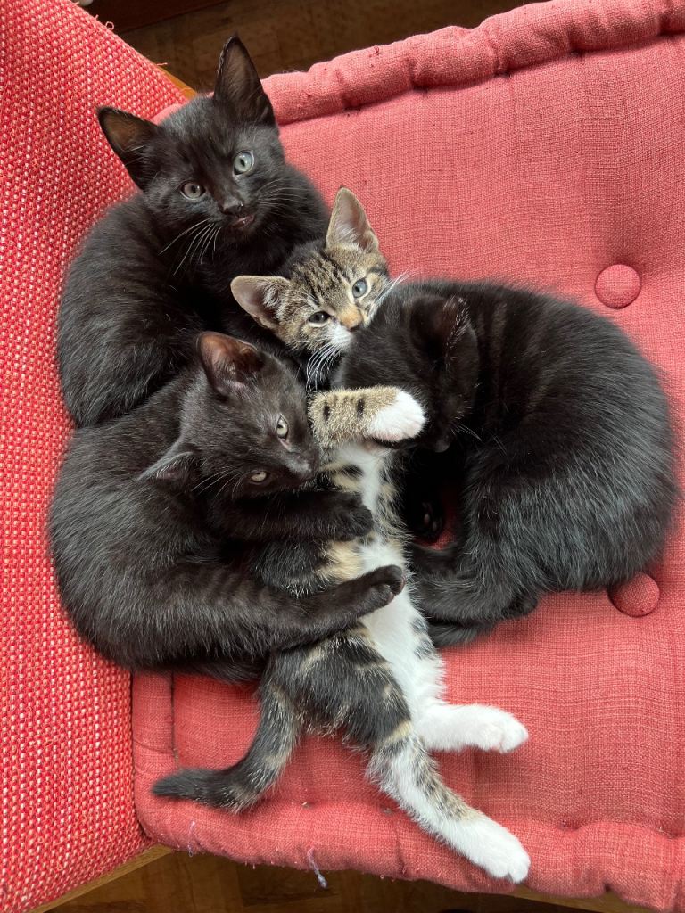 4 live wire kittens 3 girls and 1 boy looking for  forever home