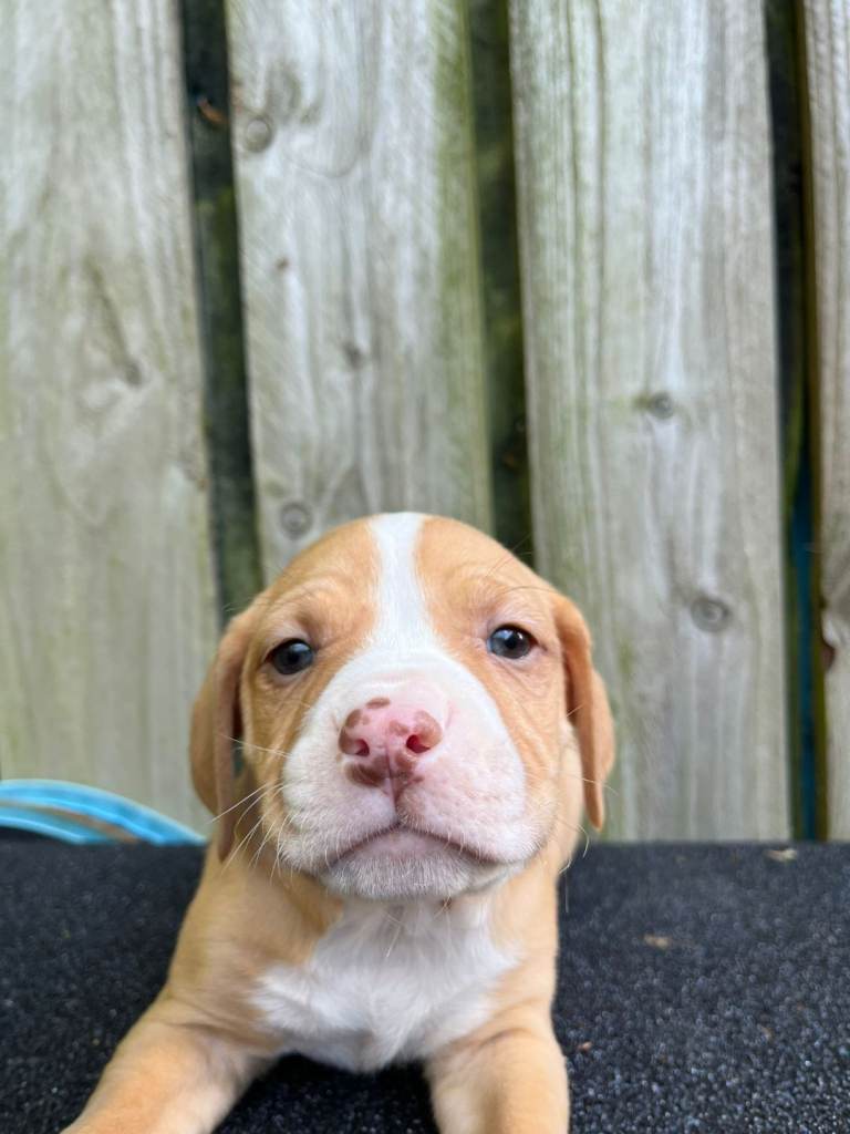 Puppies 