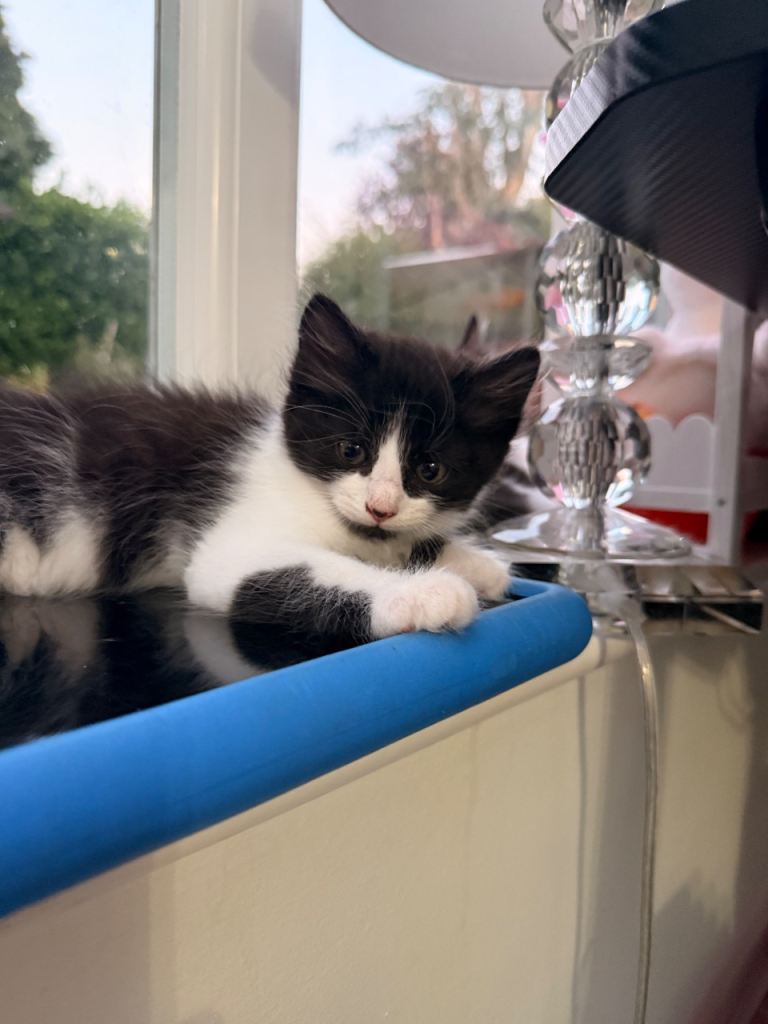 Maine coon cross kittens 