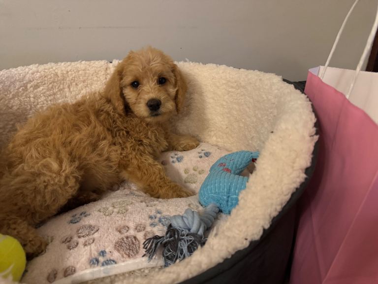 Ready Now!!! Beautiful F1b labradoodle puppies