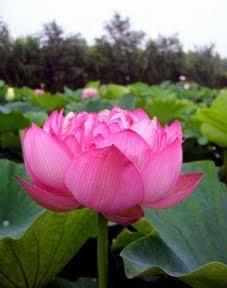 Jenny Thai Massage Maidenhead 