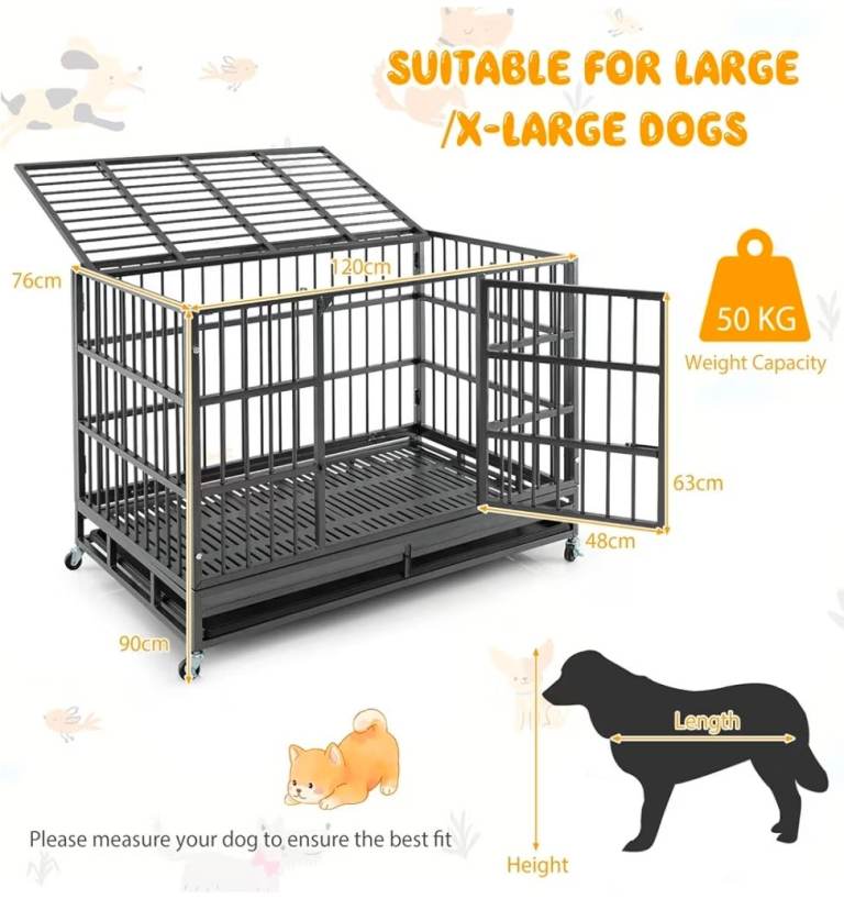 Rehome for 2yrs Labrador 