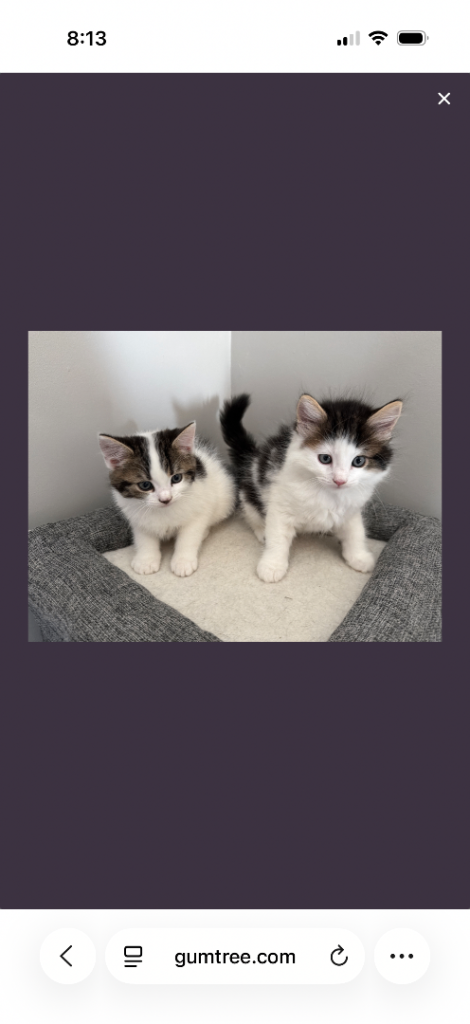 Kittens ready to go!