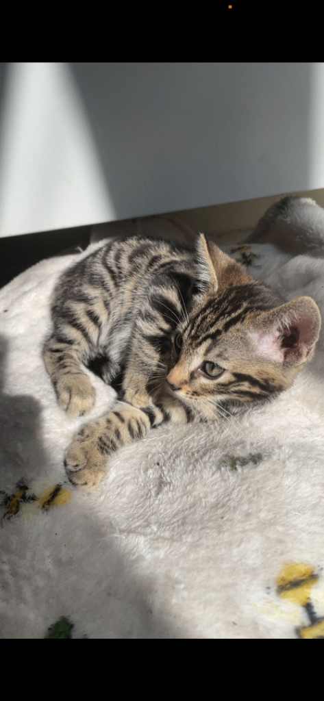 MIXED BENGAL KITTENS FOR SALE!