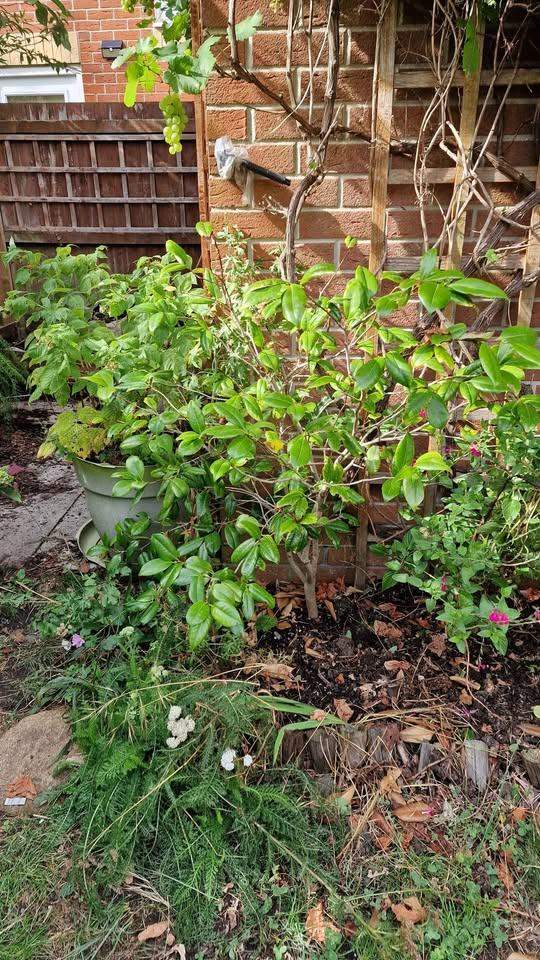 Established Camellia Plant – 4ft Tall, White Flowers