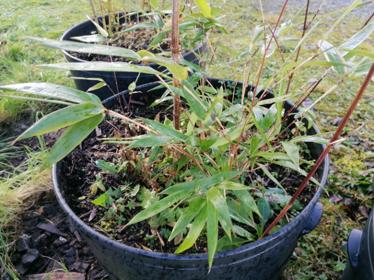 image for Golden bamboo for sale 