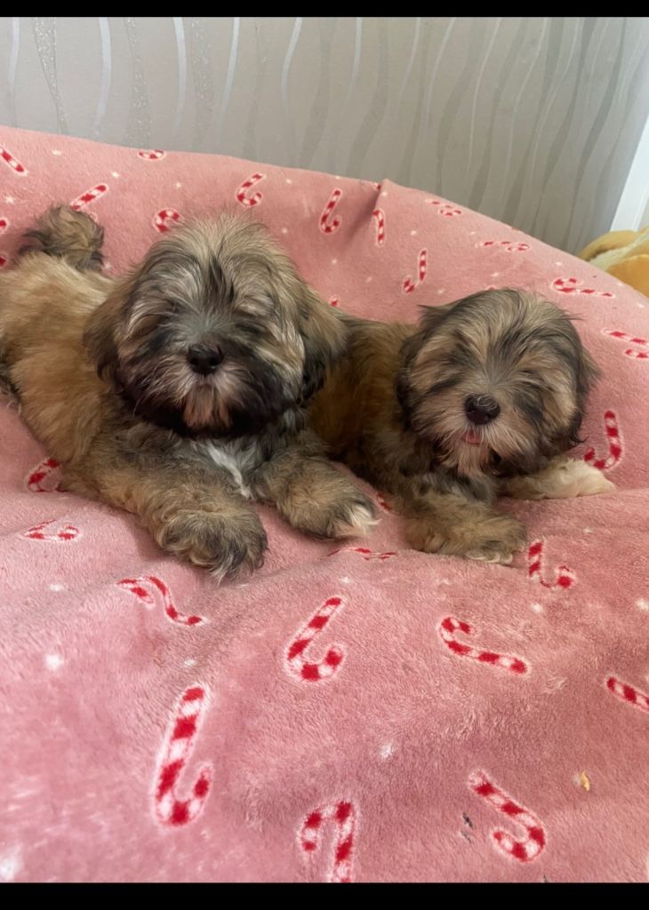 Shih Tzu 