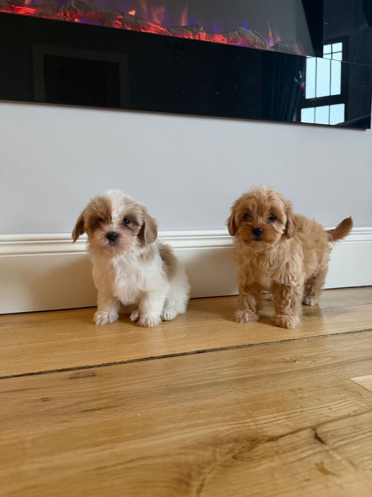 Maltipoo pups for sale 