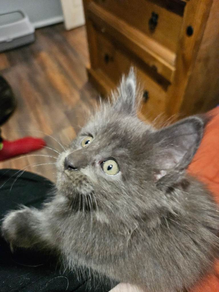 GCCF REGISTERED BLUE MAINE COONS