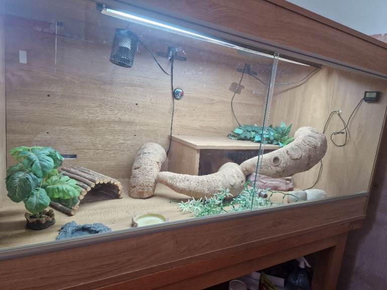 Complete reptile vivarium set up