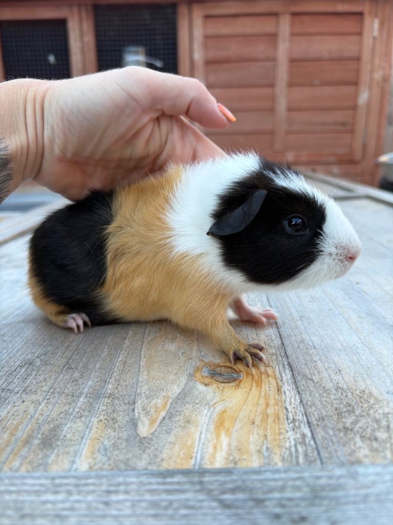 Girl & boy baby guinea pigs 
