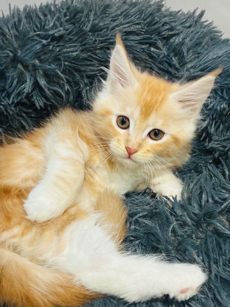 Little Maincoon fluffballs 