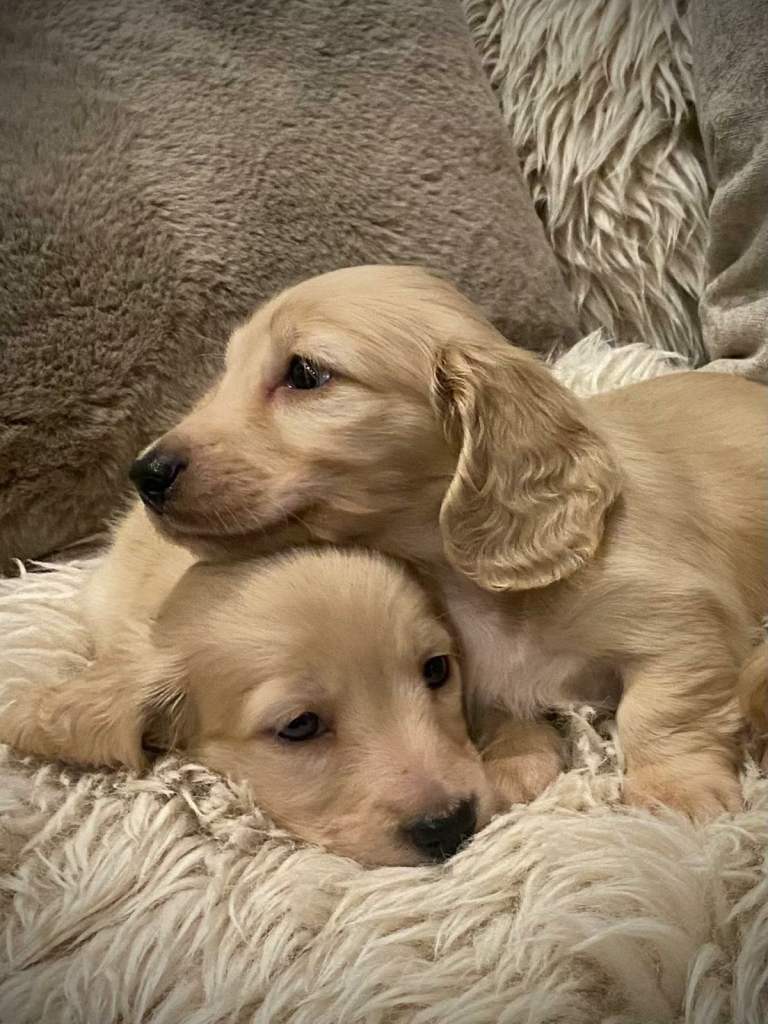 Pure creams long haired miniature dachshund 