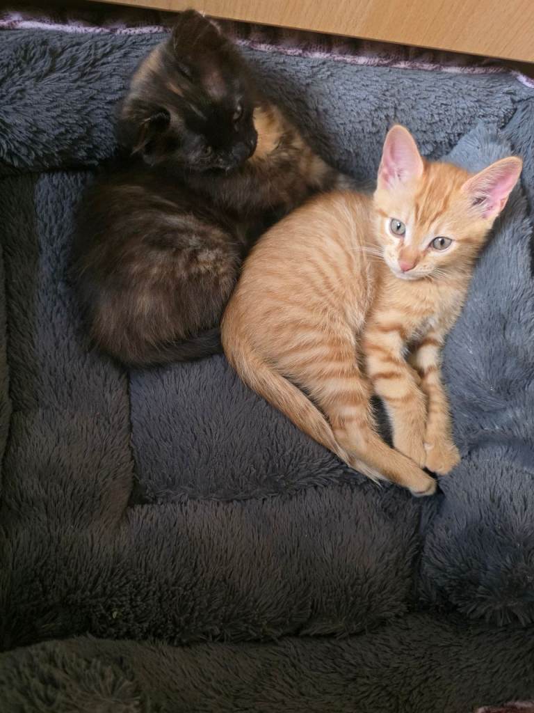Adorable kittens looking for loving homes
