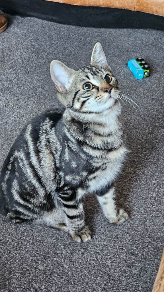 Gorgeous maine coon X tabby female, last one!