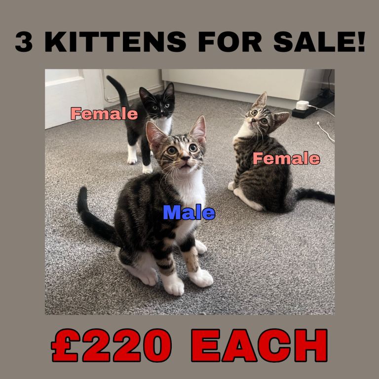 3 Kittens for sale - 2 female, 1 male