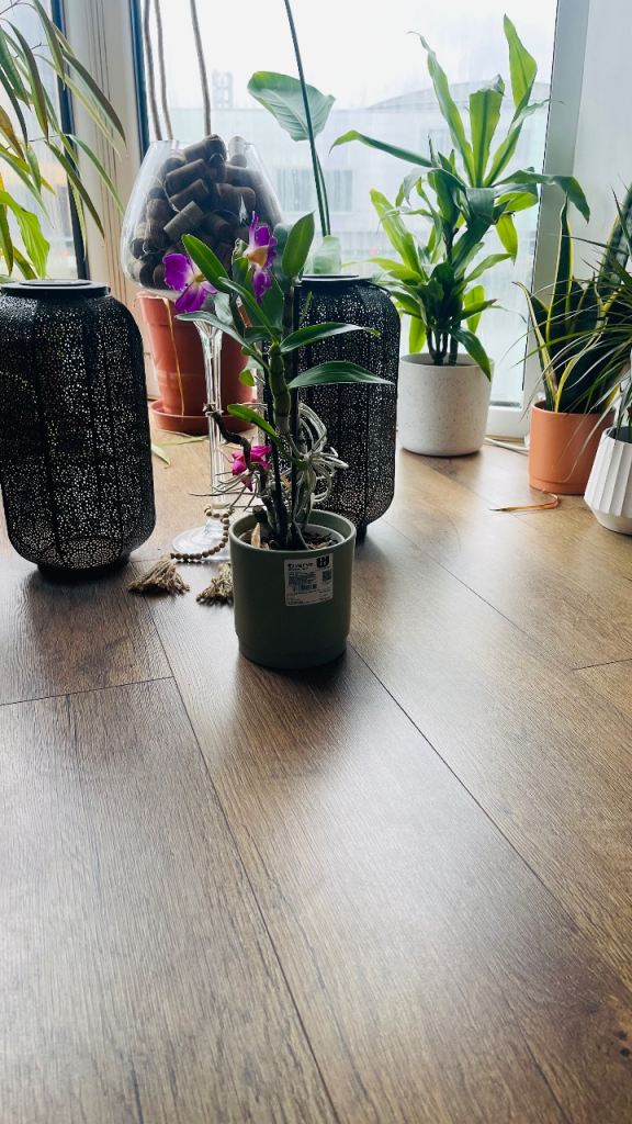 Lovely Flowering Houseplant - Purple Blooms, Pot Included