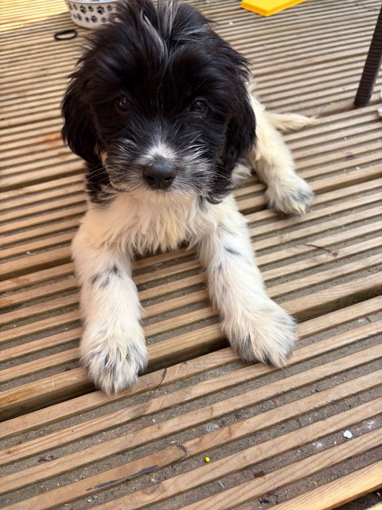 Spaniel 