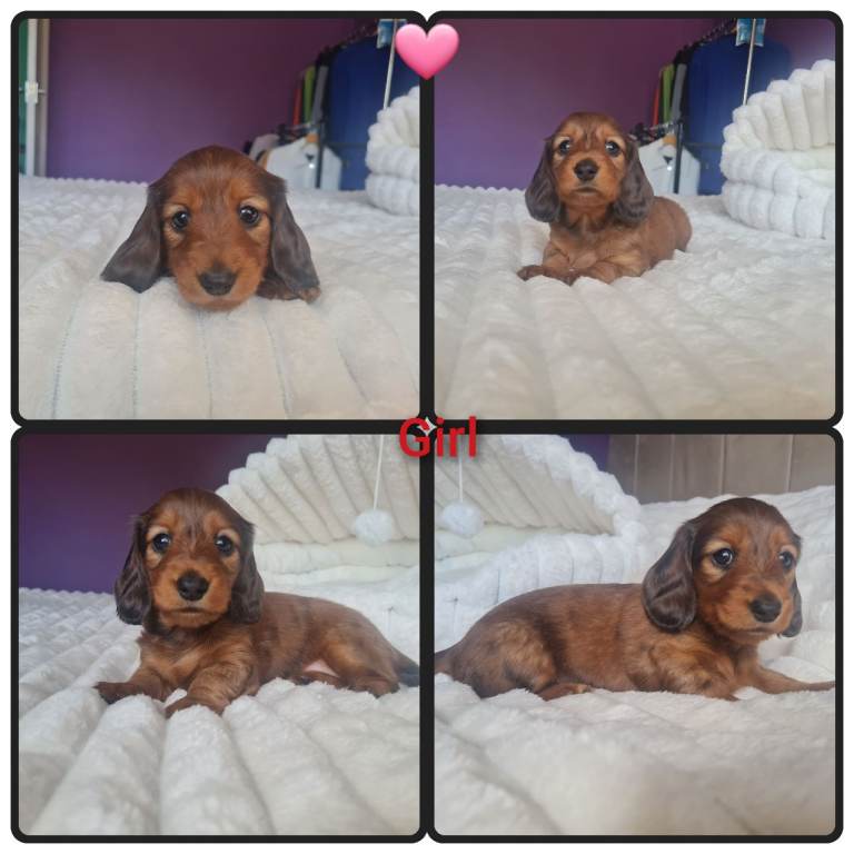 Pra clear Champion bloodlines Pedigree long haired