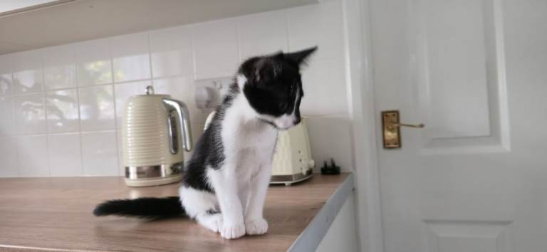 A cute male kitten needs a new home.