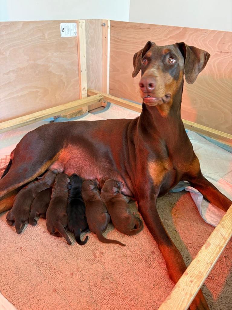 2 puppies available 