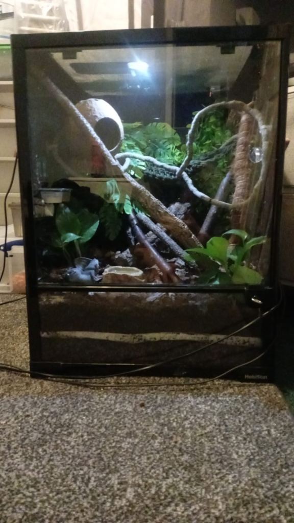Male crested gecko and full set up 