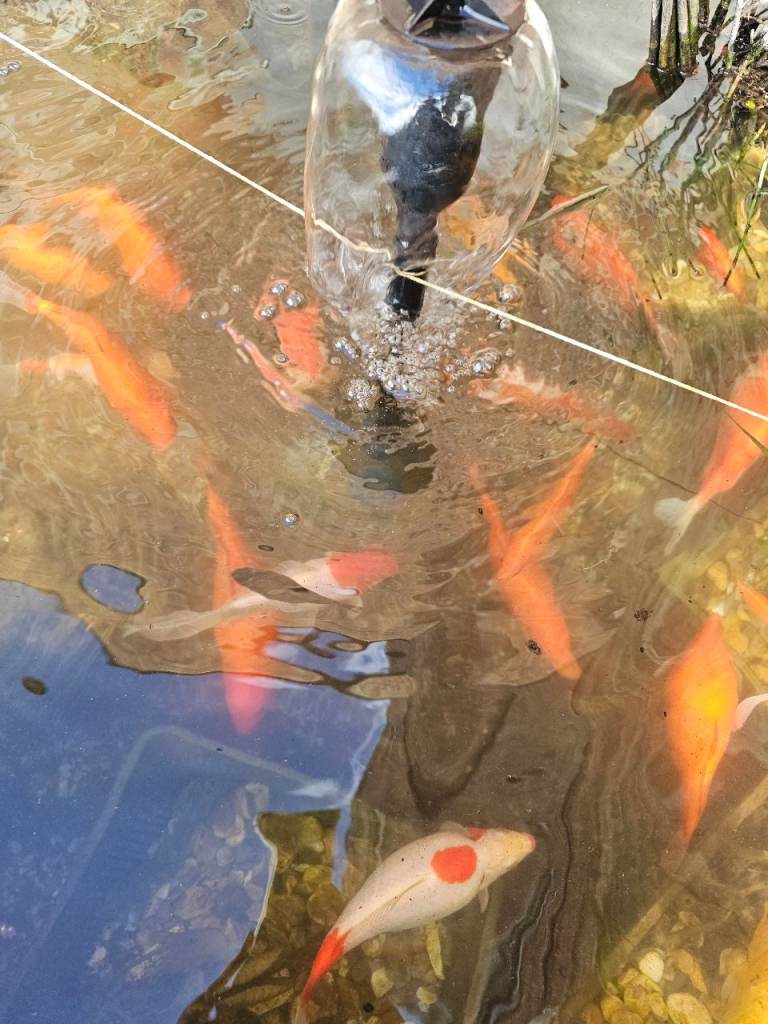 Pond goldfish for sale