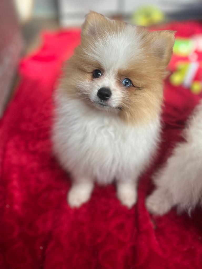 READY TO LEAVE   1boy  ) Pomeranian Puppie