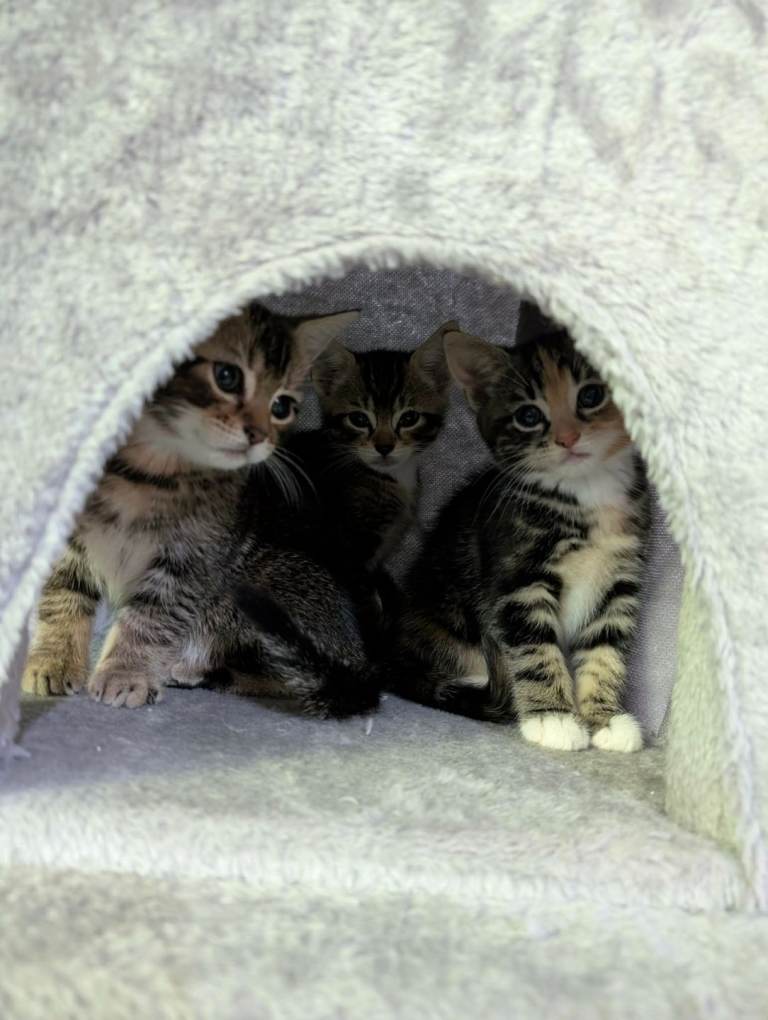 Georgeous kittens looking for forever home