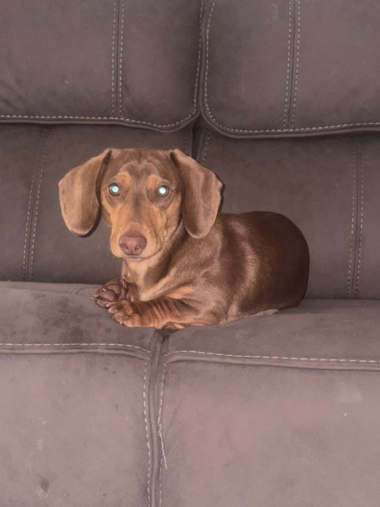 Mini dachshund Bobby needs his forever home