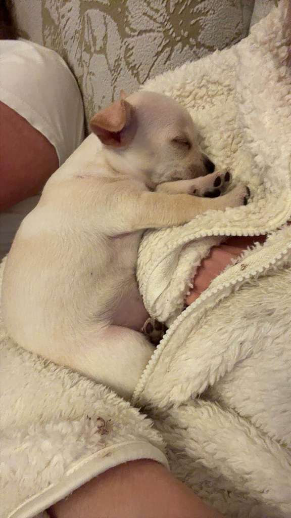 Chihuahua Puppies for Sale 🐾 I have 3 beautiful Chihuahua puppies available – 2 girls and 1 boy.