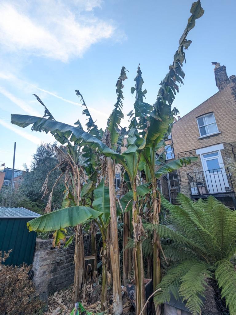 Banana trees 