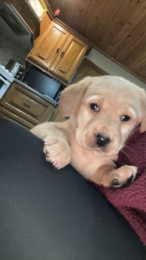 image for 2 male Labrador x Cocker spaniel male pups left 