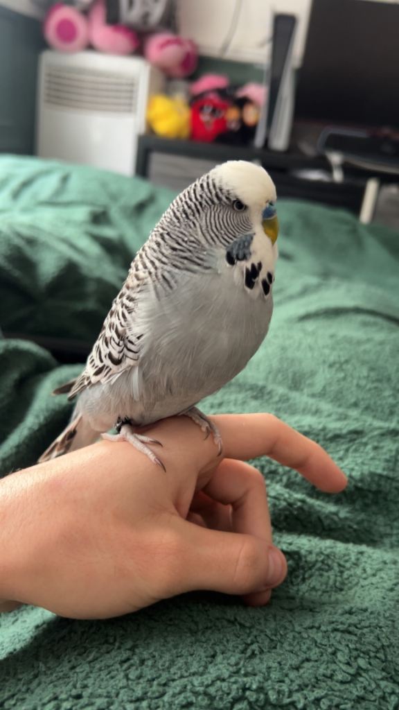 Male exhibition budgie