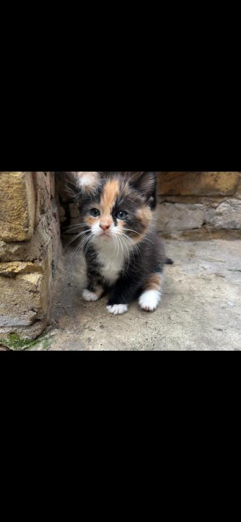 Kittens for sale