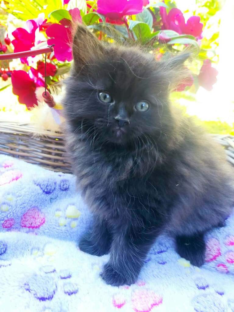 adorable kittens