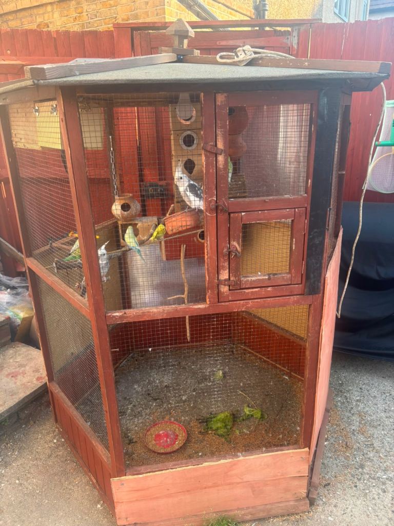 Aviary with 8 budgies and 4 cockatiels £500